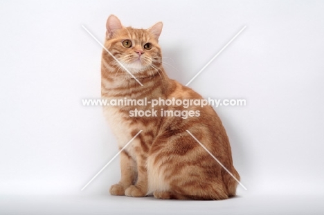 Red Classic Tabby Manx sitting down