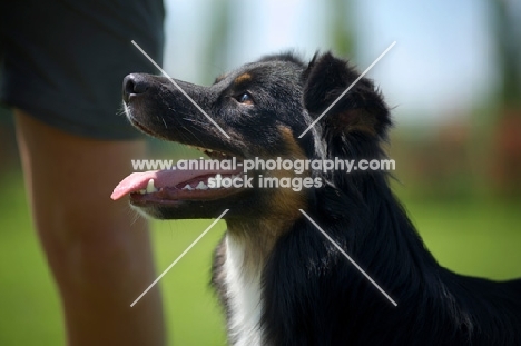 black tri color australian shepherd