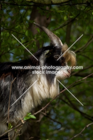 Profile of Dutch Landrace