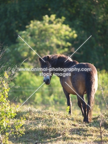 wild Exmoor pony