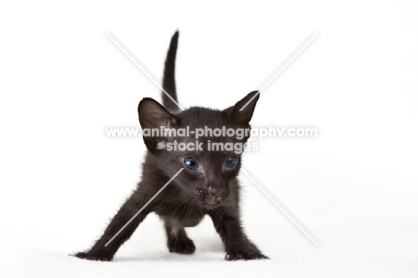 black Peterbald kitten, looking away