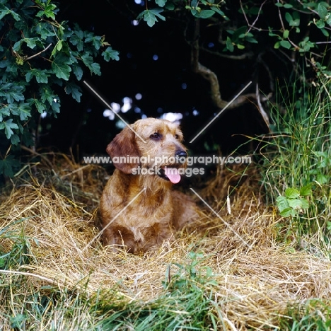 champion wirehaired dachshund amongst greenery