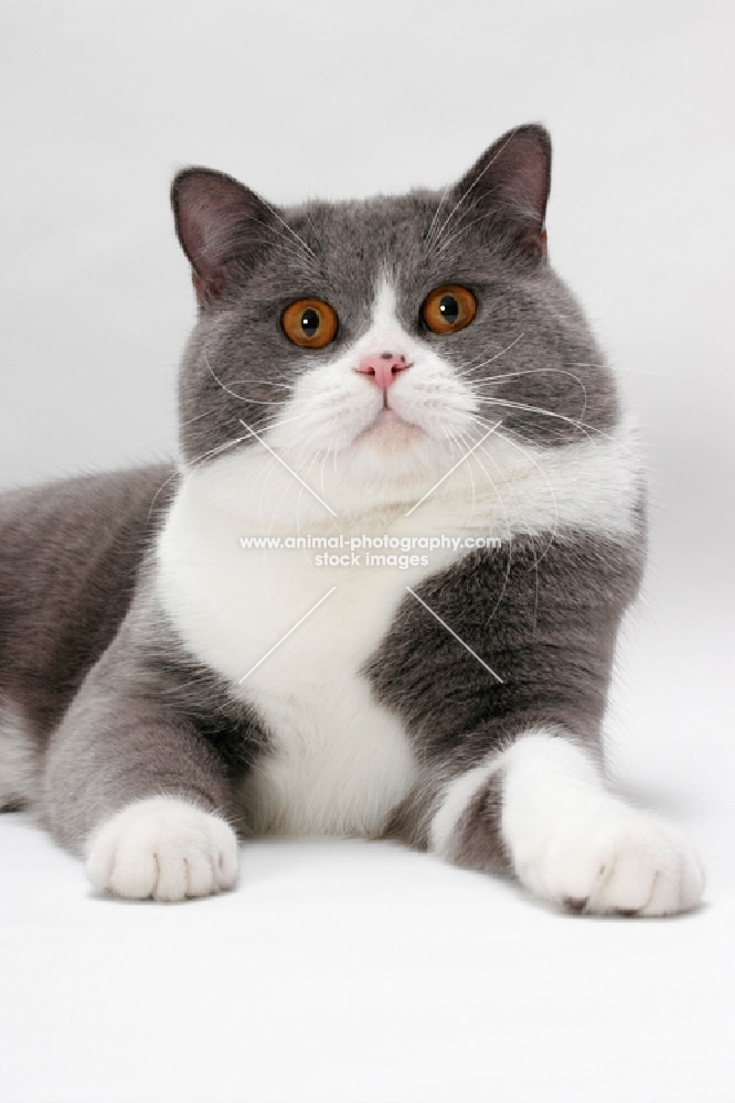 blue white British Shorthair on white background