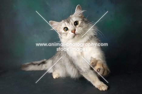 silver coloured somali cat reaching out