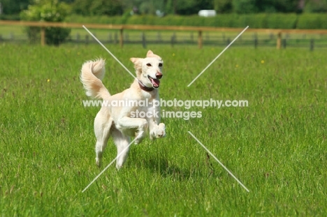 Lurcher running in field