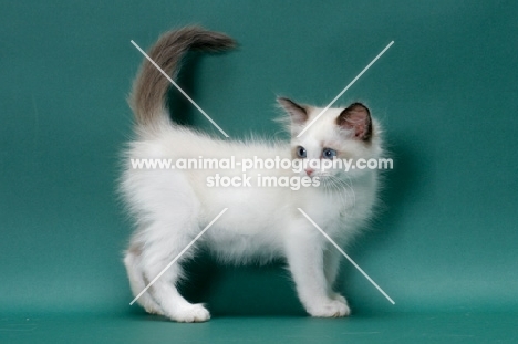 Seal Point Bi-Color Ragdoll kitten, side view