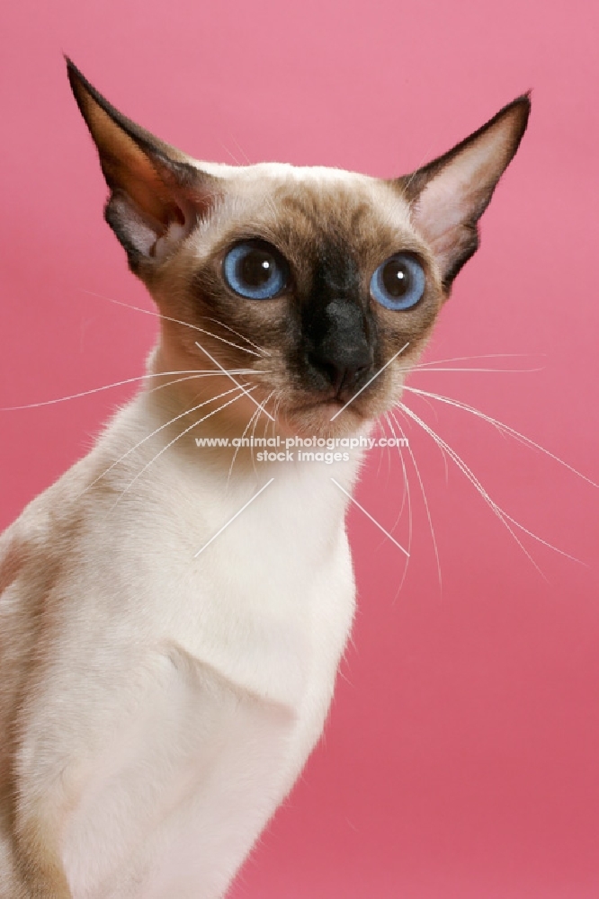 seal point Siamese cat portrait, on pink background