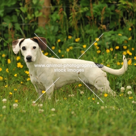 parti Jack Russell Terrier