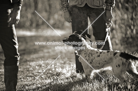 english springer spaniel on a lead