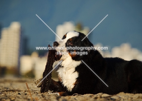 Bernese Mountain Dog chewing stick on beach