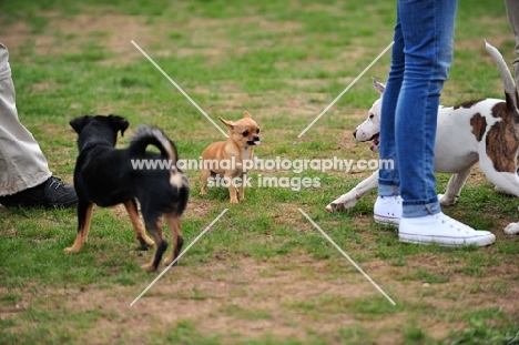 Behaviour, small puppy afraid of bigger and older pups, three dogs