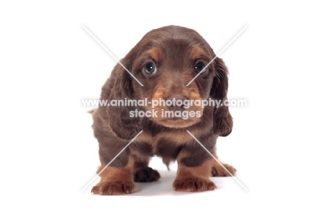 Chocolate Tan coloured longhaired miniature Dachshund puppy