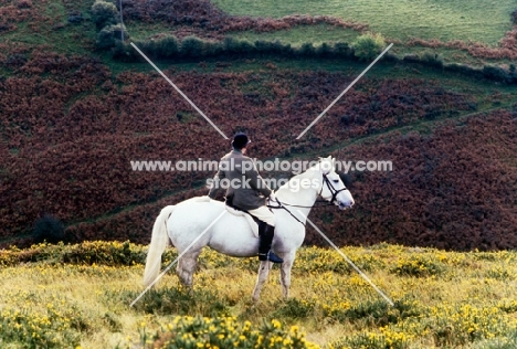 fox hunting on exmoor, horse and rider on hillside