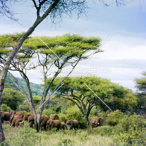 herd of african elephants in  lake manyara np