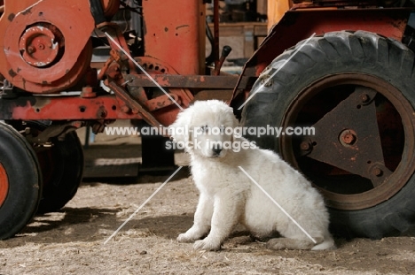 Maremma Sheepdog puppy