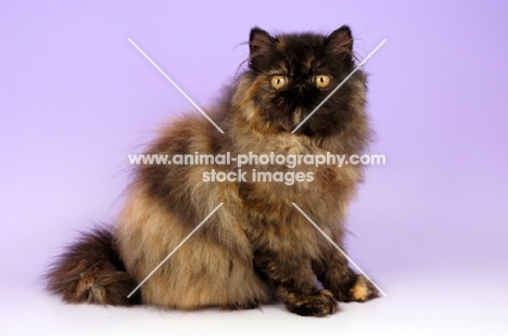 tortoiseshell persian cat sitting down on purple background