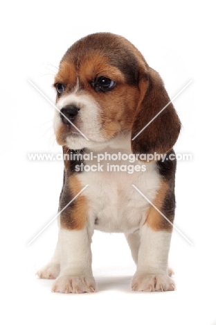 Beagle puppy standing on white background