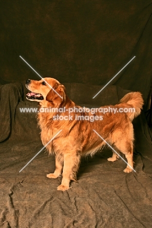 Golden Retriever in studio