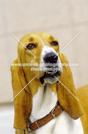 Schwyzer Laufhund portrait