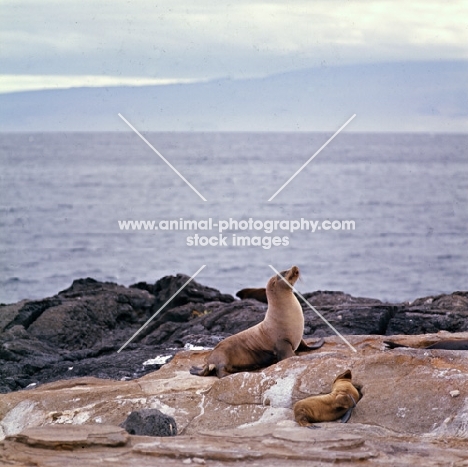 sea lion and pup on james island, galapagos islands