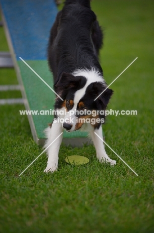 australian shepherd waiting for trainer's instructions dnear the teeter-totter