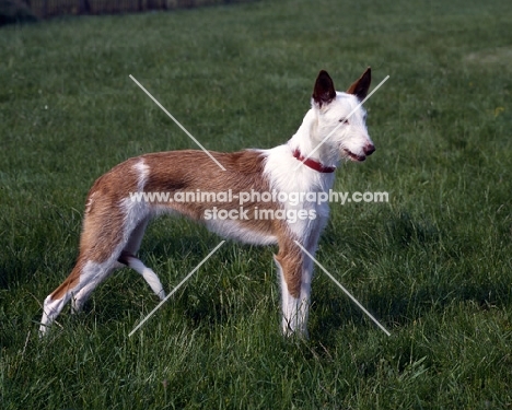 wirehaired ibizan hound,  elodie, standing on grass