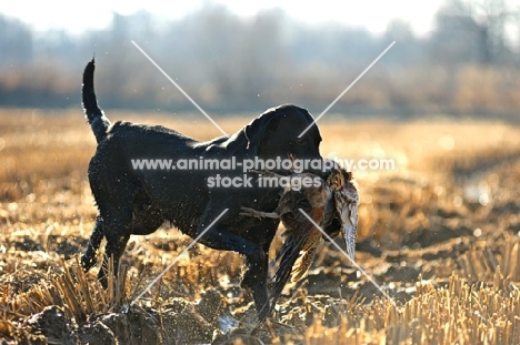 black labrador retriever retrieving pheasant in a field