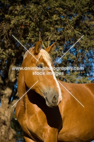 Belgian Draft horse