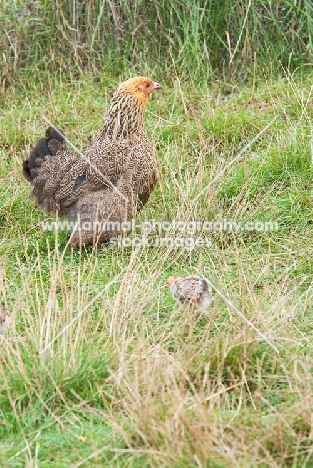 Golden Brahma with chick
