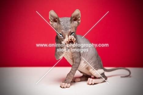 8 week old Sphynx kitten on red background