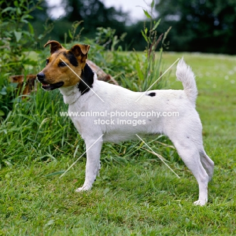 side view of parson russell terrier against greenery
