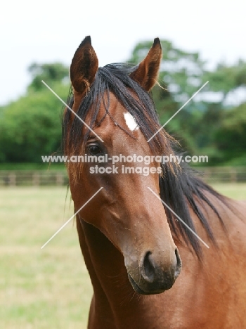 Thoroughbred portrait