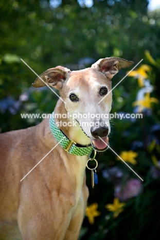 greyhound smiling