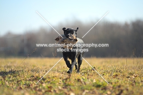 black labrador retriever retrieving pheasant in a field, sunny day
