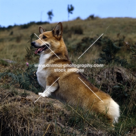 ch belroyd lovebird, pembroke corgi standing on a hillside