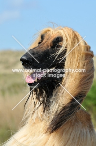 smiling Afghan Hound