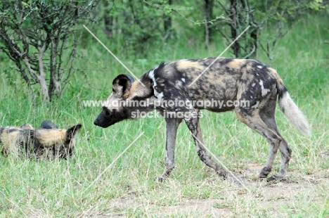 Wild dogs