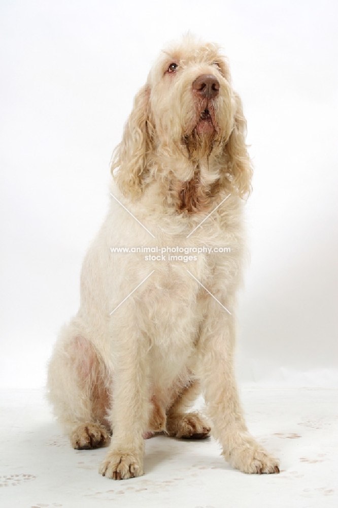 Australian Champion White & Orange Italian Spinone