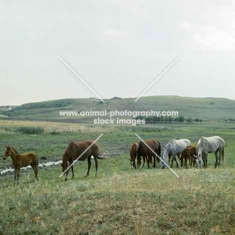 tersk mares and foals at stavropol stud, russia