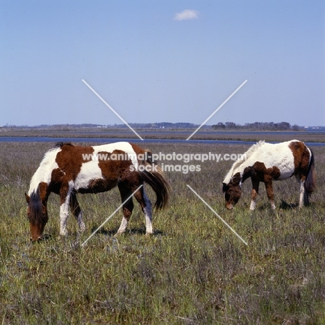 Chincoteague ponies grazing on assateague Island