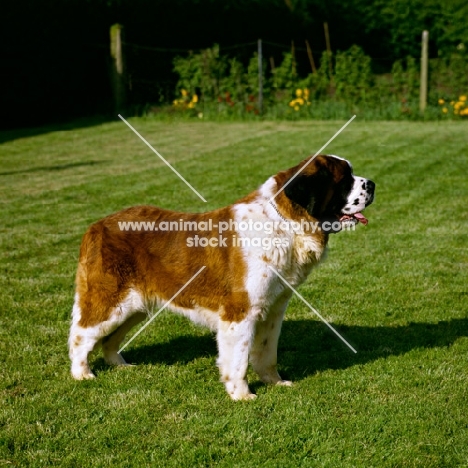 saint bernard standing on a lawn, ch lucky charm of whaplode (sue)