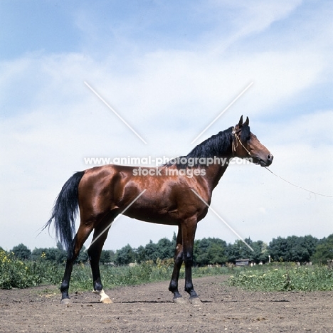 akhal teke stallion at piatigorsk hippodrome