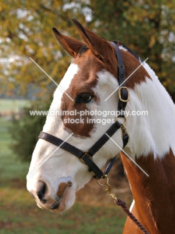 Cob wearing halter, head shot 