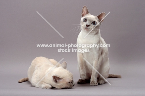 two Tonkinese cats, one sleeping the other sitting, Lilac (Platinum) Mink colour