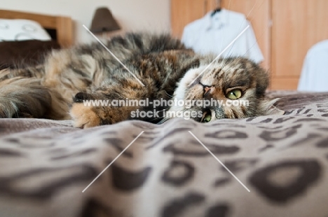 cat on bed