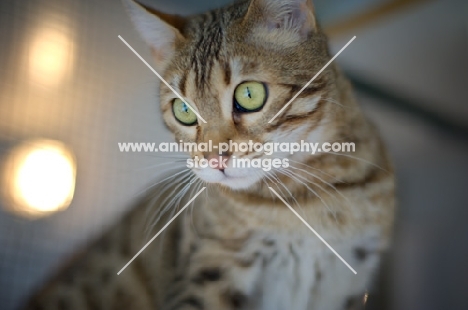 female Bengal cat with green eyes