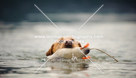 Labrador Retriever retrieving in water