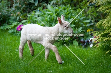 Lamb playing in the grass.