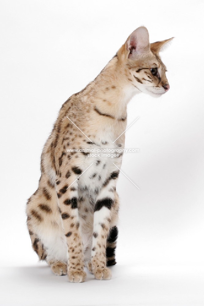 Savannah cat