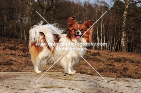 Papillon dog on a log